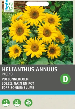 Best Premium Topf-Sonnenblume (Helianthus annuus 'Pacino') Blumensamen Saatgut|Blühende Pflanzen