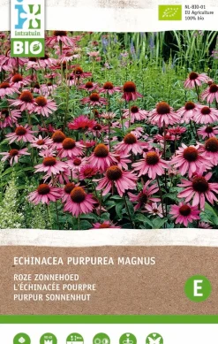 Purpur Sonnenhut (Echinacea 'Magnus Rosa') (BIO) Blumenzwiebel 1 St. Sommer-Blüher|Blumenzwiebeln