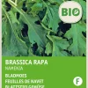 Hot Rübstiel (Brassica rapa 'Namenia') (BIO) Samen Gemüsesamen|Saatgut