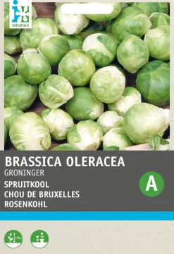 Best Rosenkohl (Brassica oleracea 'Groninger') Samen Gemüsesamen|Saatgut