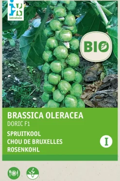 Best Rosenkohl (Brassica oleracea 'Doric) (BIO) Samen Gemüsesamen|Saatgut