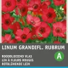 Best Rotblühende Lein (Linum grandiflorum) Blumensamen Saatgut|Blühende Pflanzen