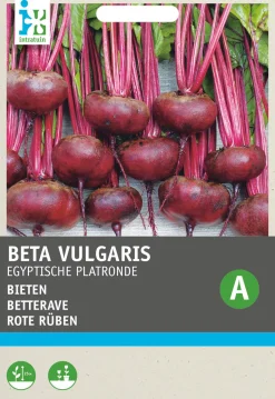 Sale Rote Bete (Beta vulgaris 'Ägyptische Plattrunde') Samen Gemüsesamen|Saatgut