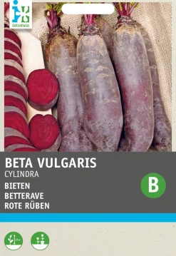 Best Rote Bete lang (Beta vulgaris 'Cylindra') Samen Gemüsesamen|Saatgut