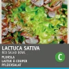 New Roter Eichblattsalat (Lactuca sativa 'Foliosa') Samen Gemüsesamen|Saatgut