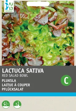 New Roter Eichblattsalat (Lactuca sativa 'Foliosa') Samen Gemüsesamen|Saatgut