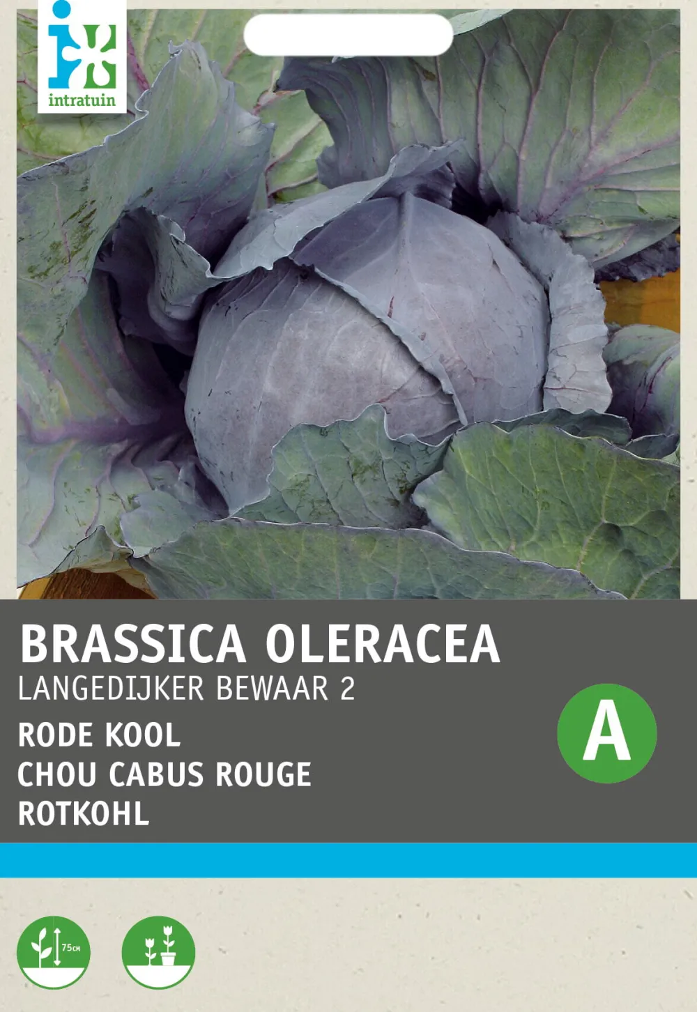 Rotkohl (Brassica oleracea 'Langedijker Dauer') Samen Gemüsesamen|Saatgut