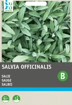 New Salbei (Salvia officinalis) Samen Kräutersamen|Saatgut