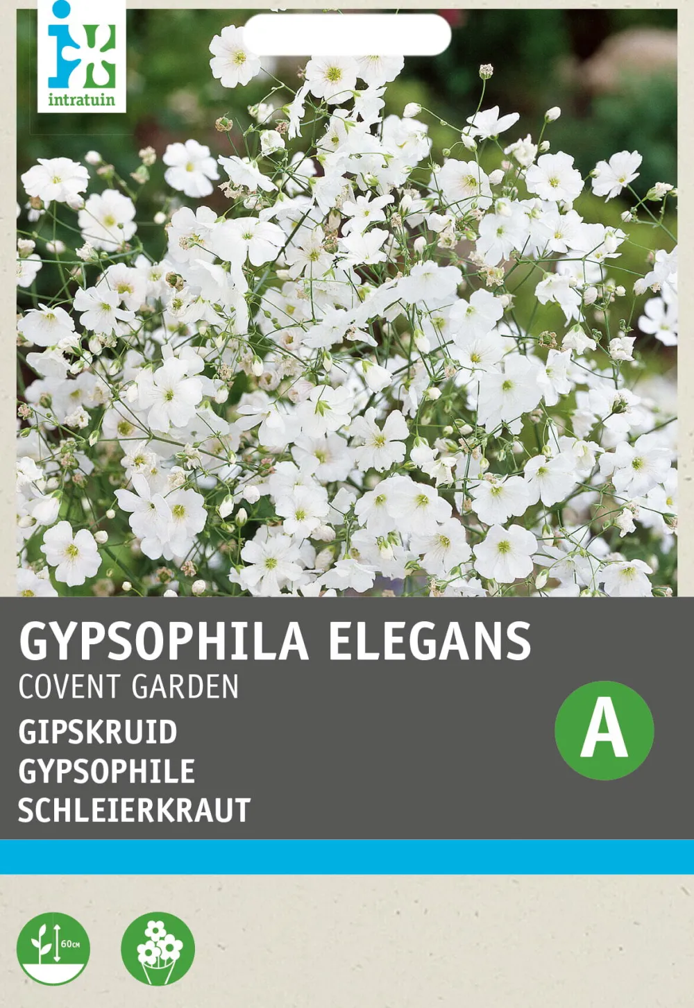 Schleierkraut weiß (Gypsophila elegans 'Covent Garden') Blumensamen Saatgut|Blühende Pflanzen