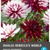 Schmuckdahlie (Dahlia deco 'Rebecca's World') Blumenzwiebel 1 St. Sommer-Blüher|Blumenzwiebeln