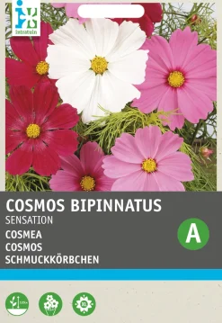 Sale Schmuckkörbchen (Cosmos bipinnatus 'Sensation') Blumensamen Saatgut|Blühende Pflanzen