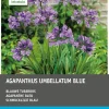 Hot Schmucklilie blau (Agapanthus umbelatum) Blumenzwiebeln 3 stuks Sommer-Blüher|Blumenzwiebeln
