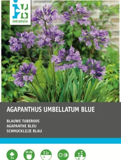 Hot Schmucklilie blau (Agapanthus umbelatum) Blumenzwiebeln 3 stuks Sommer-Blüher|Blumenzwiebeln