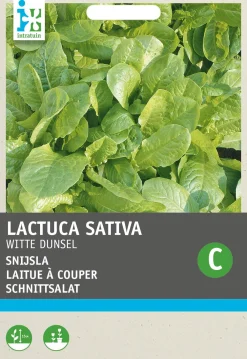 New Schnittsalat (Latuca sativa) Samen Gemüsesamen|Saatgut