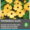 Best Schwarzäugige Susanne (Thunbergia alata) Blumensamen Saatgut|Blühende Pflanzen