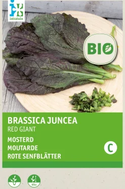 Discount Senf (Sinapis alba 'Red Giant') (BIO) Samen Kräutersamen|Saatgut