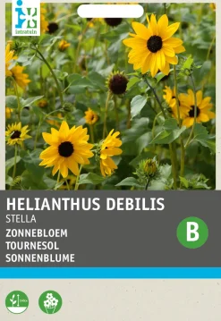 Outlet Sonnenblume gelb (Helianthus debilis 'Stella') Blumensamen Saatgut|Blühende Pflanzen