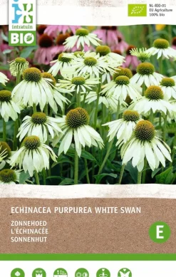 Outlet Sonnenhut (Echinacea 'White Swan') (BIO) Blumenzwiebel 1 St. Sommer-Blüher|Blumenzwiebeln