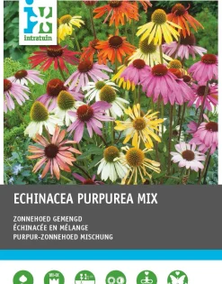 Hot Sonnenhut (Echinacaea purpurea) Blumenzwiebeln 5 St. Winterharte Pflanzen|Mehrjährige Pflanzen