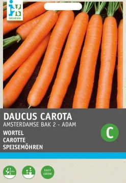 Speisemöhren (Daucus 'Amsterdamse Bak') Samen Gemüsesamen|Saatgut