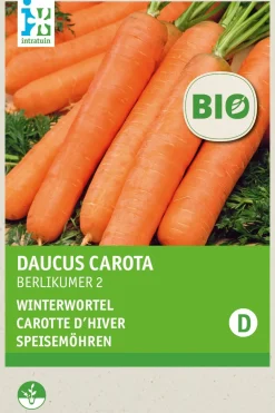New Speisemöhren (Daucus carota 'Berlikum 2') (BIO) Samen Gemüsesamen|Saatgut