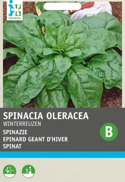 Spinat (Spinacia oleracea 'Winterriesen') Samen Gemüsesamen|Saatgut