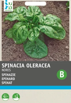 Spinat (Spinacia oleracea 'Nores') Samen Gemüsesamen|Saatgut