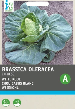 New Spitzkohl (Brassica oleracea 'Express') Samen Gemüsesamen|Saatgut
