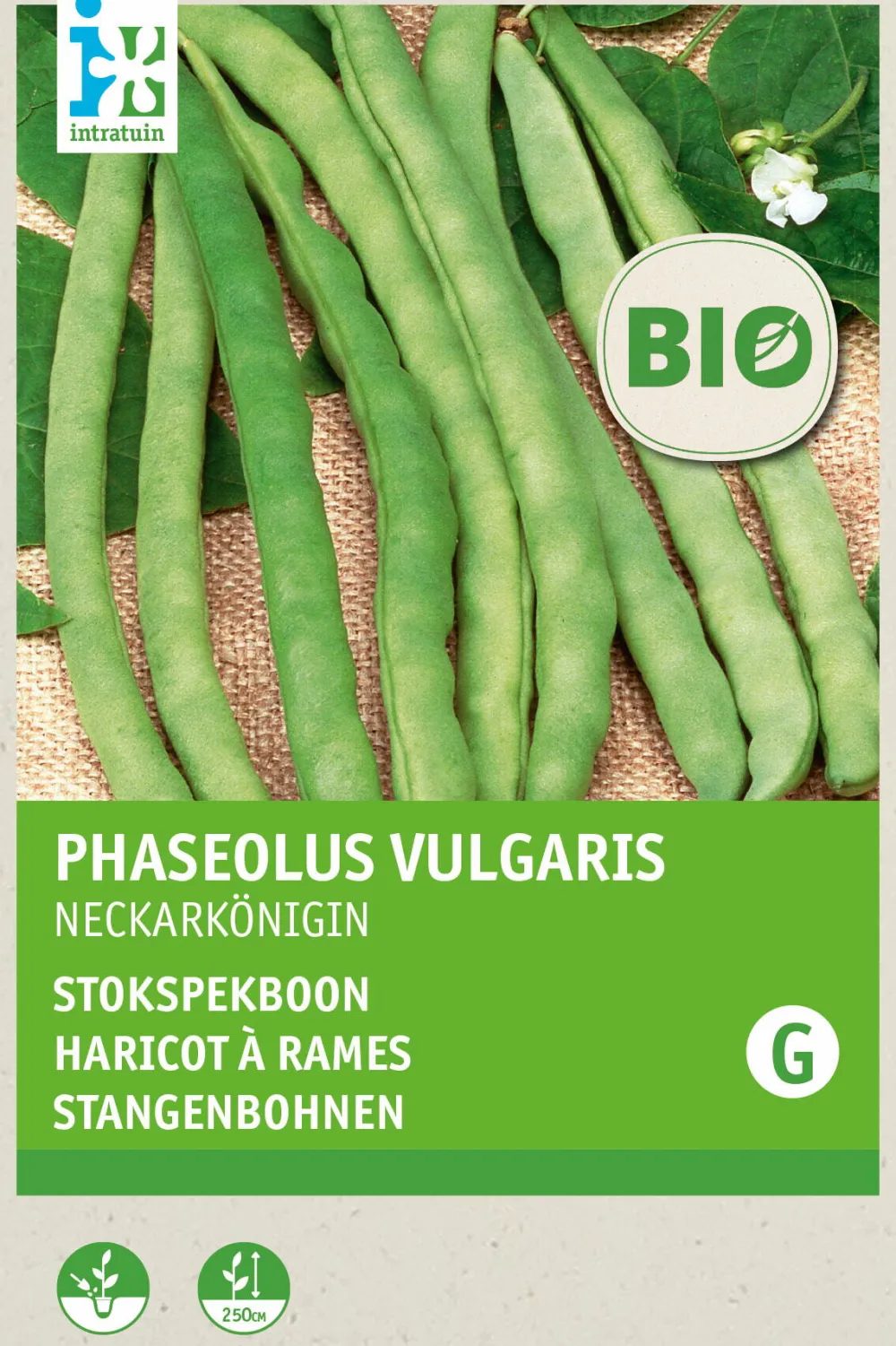 Sale Stangenbohne (Phaseolus vulgaris 'Neckarkönigin') (BIO) Samen Gemüsesamen|Saatgut