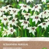 Sale Sterngladiole (Acidanthera murielae) (BIO) Blumenzwiebeln 10 St. Sommer-Blüher|Blumenzwiebeln