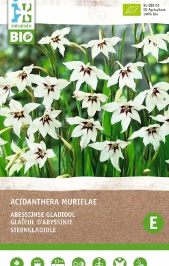Sale Sterngladiole (Acidanthera murielae) (BIO) Blumenzwiebeln 10 St. Sommer-Blüher|Blumenzwiebeln