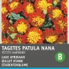 Studentenblume (Tagetes 'Petite Harmony') Blumensamen Saatgut|Blühende Pflanzen