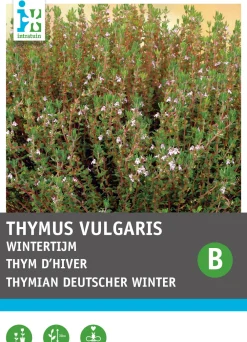 Clearance Thymian Winter (Thymus vulgaris) Samen Kräutersamen|Saatgut