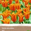 Tulpe (Tulipa 'Ballerina') (BIO) Blumenzwiebeln 6 St. Frühlings-Blüher|Blumenzwiebeln