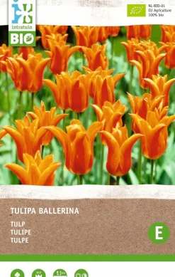 Tulpe (Tulipa 'Ballerina') (BIO) Blumenzwiebeln 6 St. Frühlings-Blüher|Blumenzwiebeln