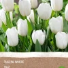 New Tulpe (Tulipa) (BIO) Blumenzwiebeln weiß 6 St. Frühlings-Blüher|Blumenzwiebeln