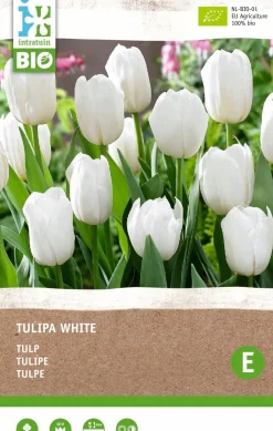 New Tulpe (Tulipa) (BIO) Blumenzwiebeln weiß 6 St. Frühlings-Blüher|Blumenzwiebeln