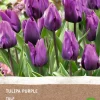 Sale Tulpe (Tulipa) (BIO) Blumenzwiebeln dunkelviolett 6 St. Blühende Pflanzen|Frühlings-Blüher
