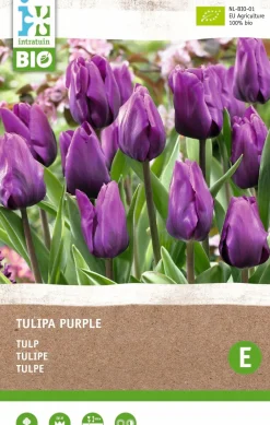 Sale Tulpe (Tulipa) (BIO) Blumenzwiebeln dunkelviolett 6 St. Blühende Pflanzen|Frühlings-Blüher