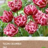 New Tulpe (Tulipa 'Columbus') (BIO) Blumenzwiebeln 6 St. Frühlings-Blüher|Blumenzwiebeln