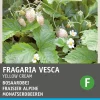 Online Walderdbeere weiß (Fragaria vesca 'Yellow Cream') Samen Obstsamen|Saatgut