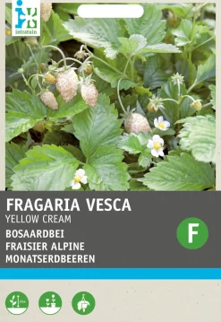 Online Walderdbeere weiß (Fragaria vesca 'Yellow Cream') Samen Obstsamen|Saatgut