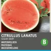 Outlet Wassermelone (Citrullus lanatus 'Sugar Baby') Samen Obstsamen|Saatgut