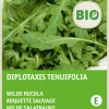 Wilder Rucola (Diplotaxis tenuifolia) (BIO) Samen Gemüsesamen|Saatgut