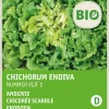 Winterendivie (Cichorium endivia 'Eskariol Grüner') (BIO) Samen Gemüsesamen|Saatgut