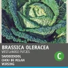 Best Wirsing (Brassica oleracea 'Brüsseler Winter') Samen Gemüsesamen|Saatgut