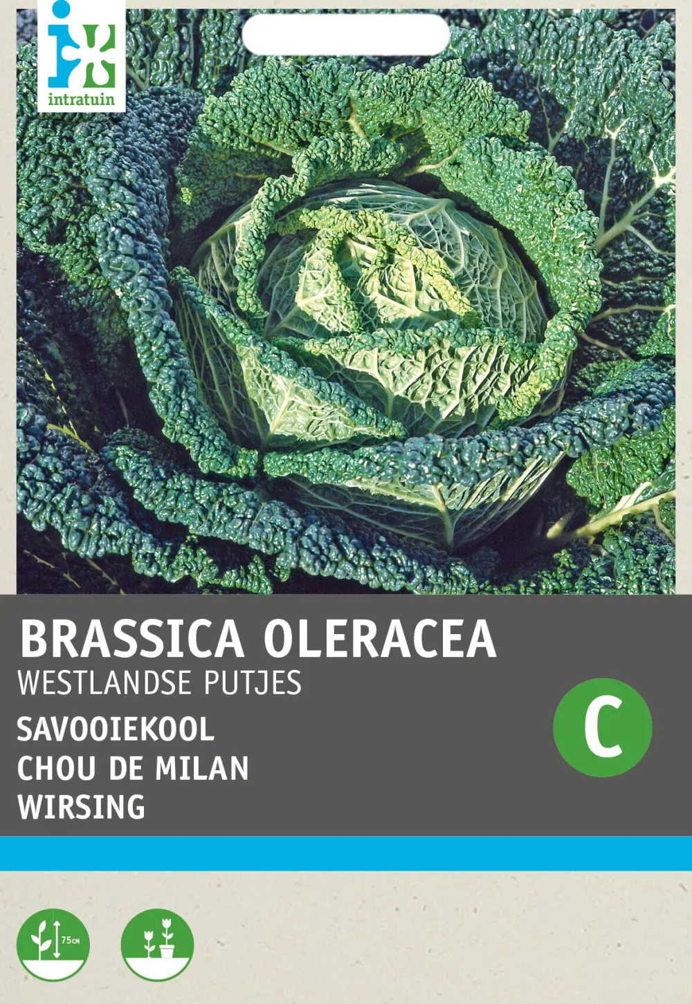 Best Wirsing (Brassica oleracea 'Brüsseler Winter') Samen Gemüsesamen|Saatgut