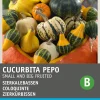 Outlet Zierkürbis (Cucurbita pepo) Samen-Mischung Gemüsesamen|Saatgut