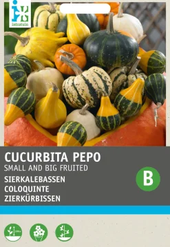 Outlet Zierkürbis (Cucurbita pepo) Samen-Mischung Gemüsesamen|Saatgut