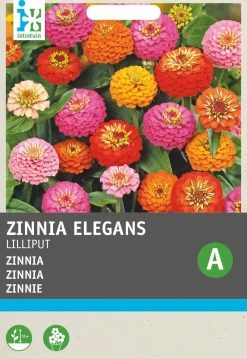 Zinnie (Zinnia elegans 'Pompon') Blumensamen-Mischung Saatgut|Blühende Pflanzen